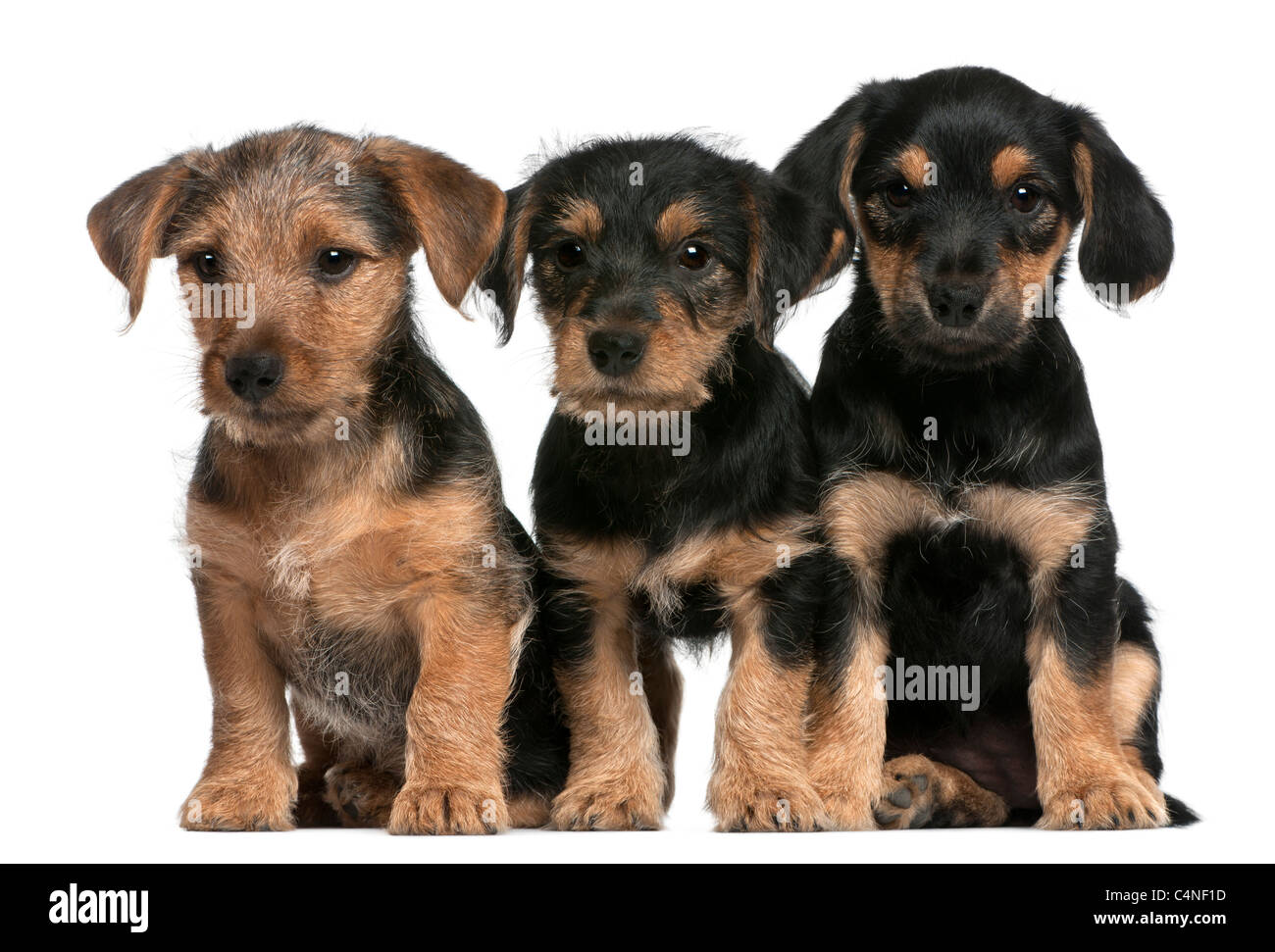 Mixed breed puppies, 8 weeks old, in front of white background Stock Photo