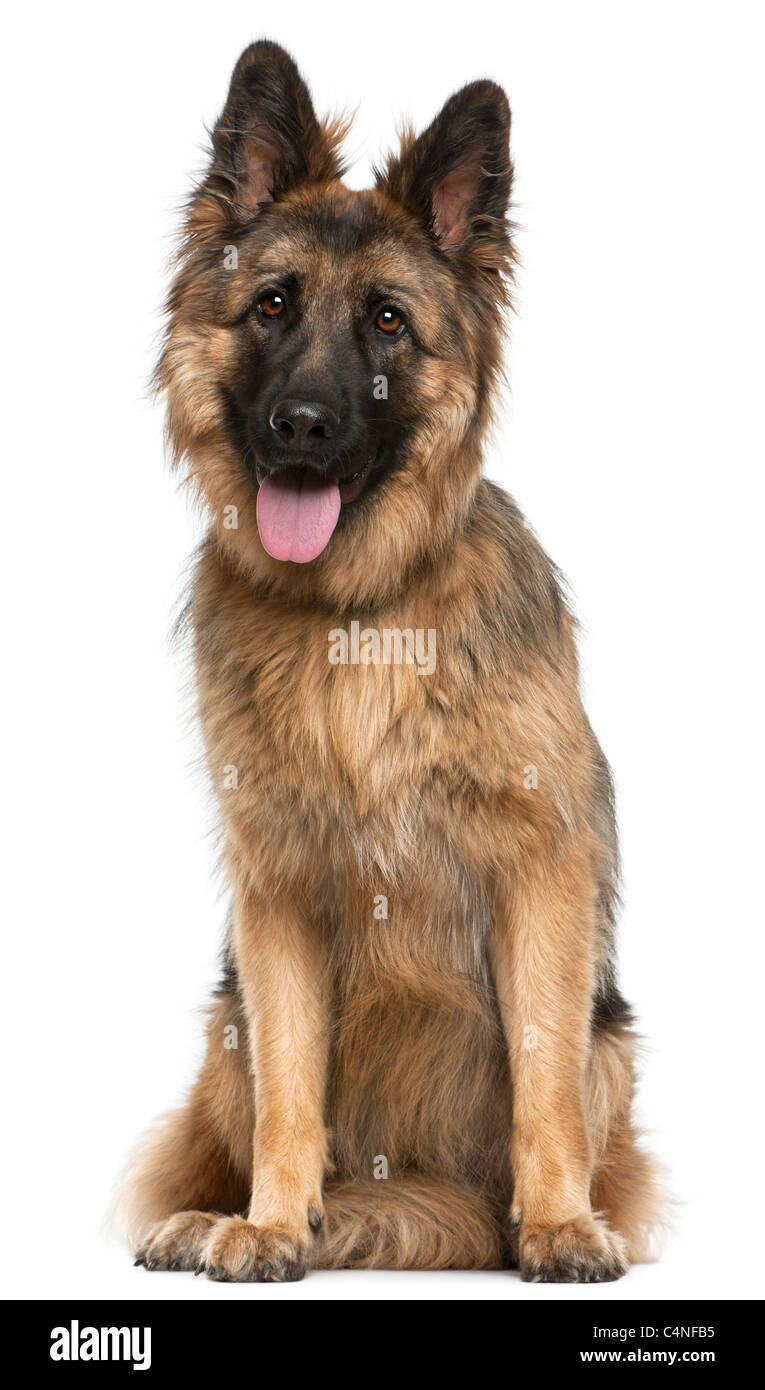 German Shepherd Dog, 21 months old, sitting in front of white background Stock Photo