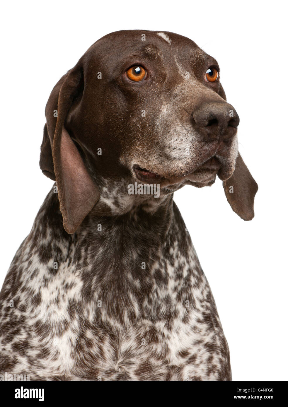 Close-up of German Shorthaired Pointer, in front of white background Stock Photo