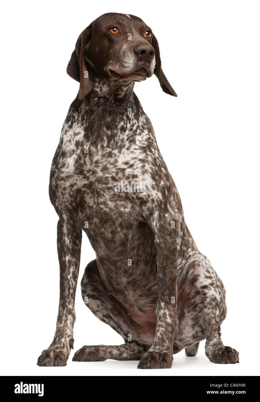 German Shorthaired Pointer, sitting in front of white background Stock Photo