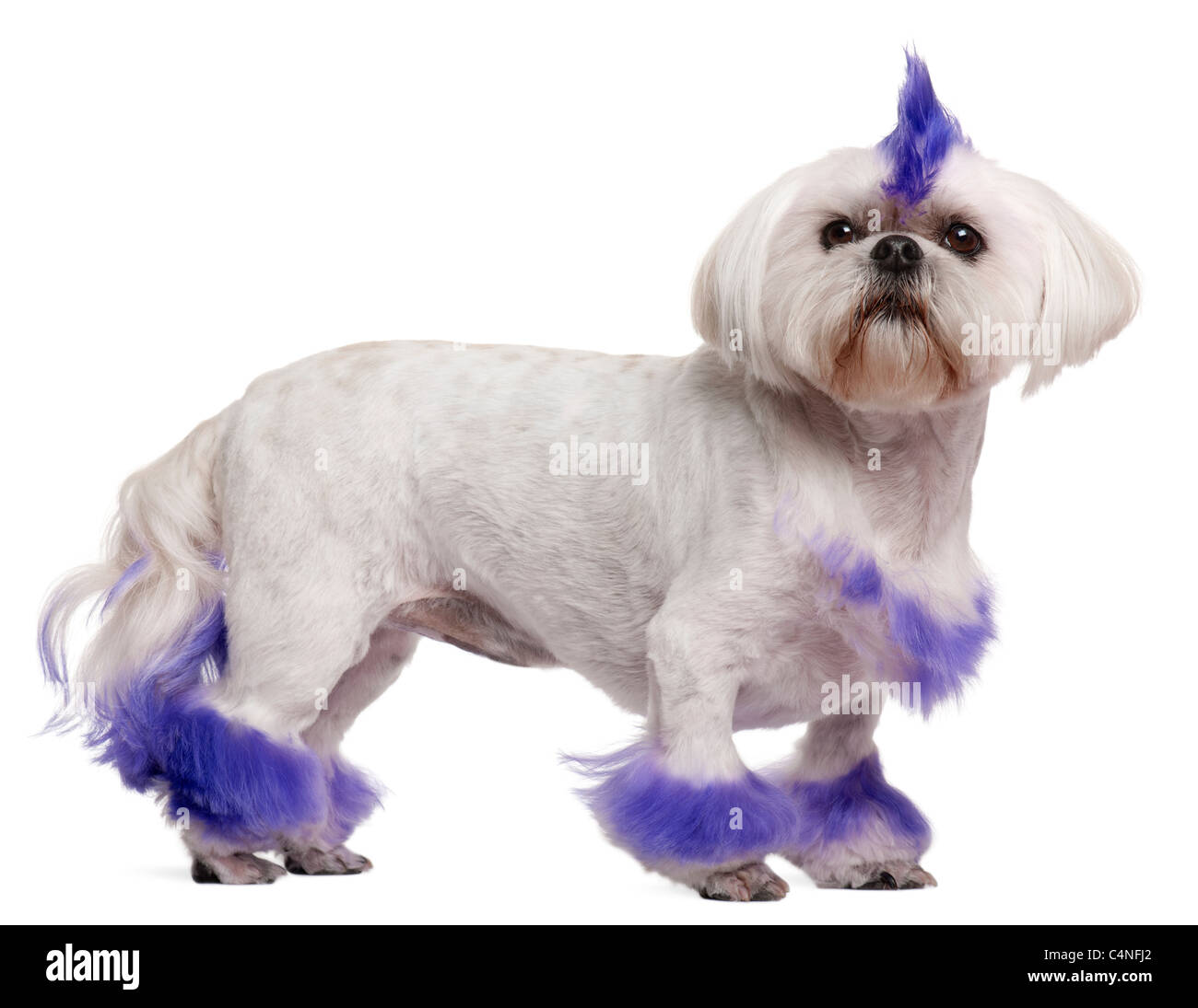 Shih Tzu with purple mohawk, 2 years old, standing in front of white background Stock Photo