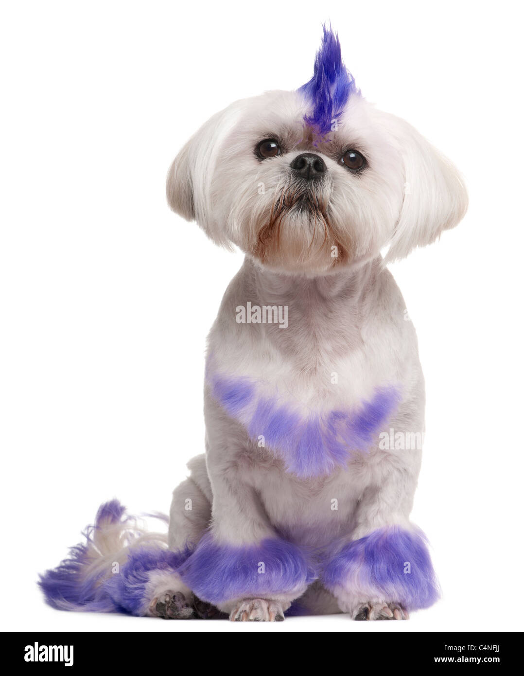 Shih Tzu with purple mohawk, 2 years old, sitting in front of white background Stock Photo