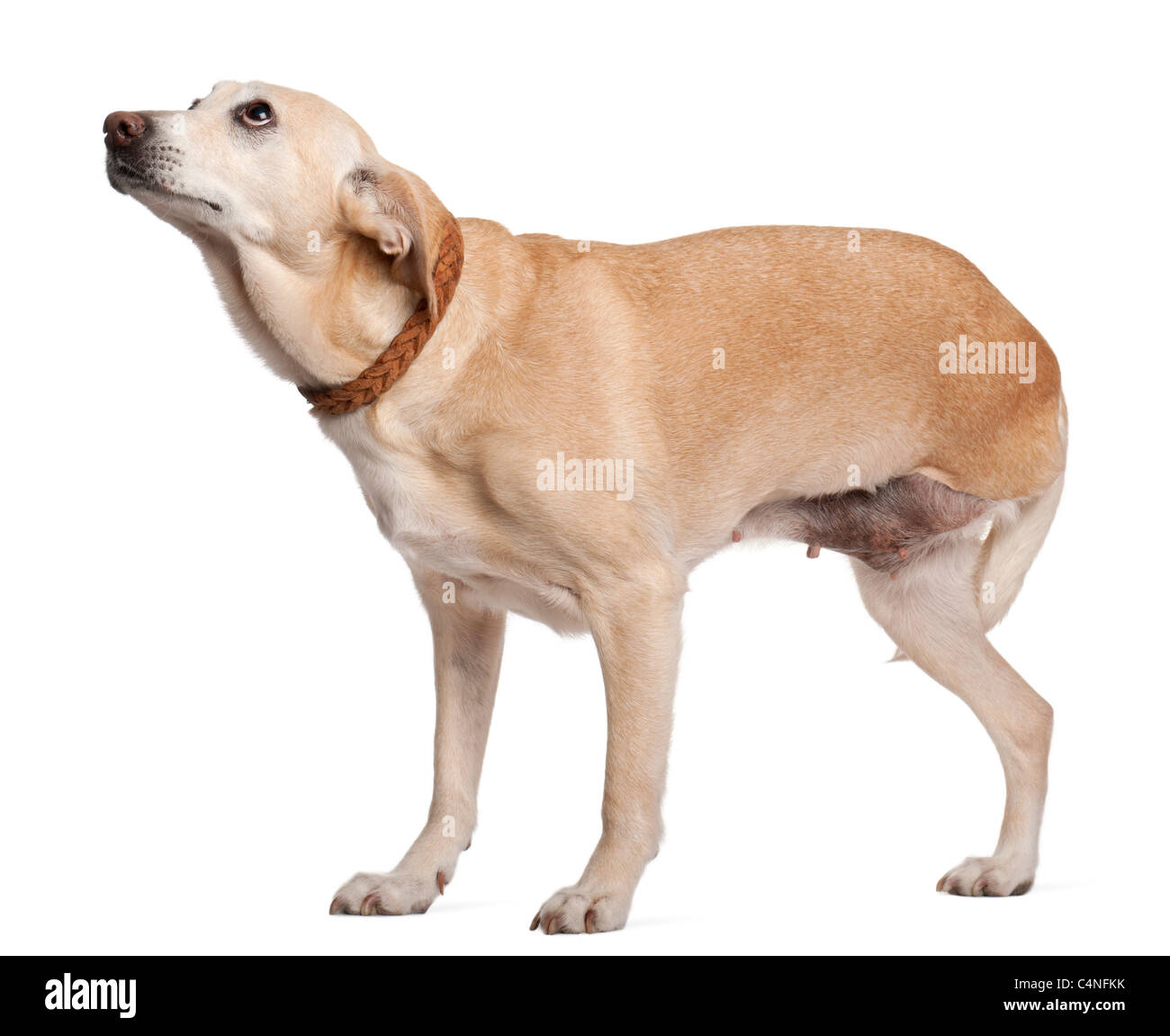 Three legged mixed-breed dog, 11 years old, standing in front of white background Stock Photo