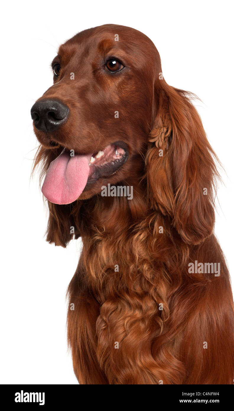 Close-up of Irish Setter, 1 year old, in front of white background Stock Photo