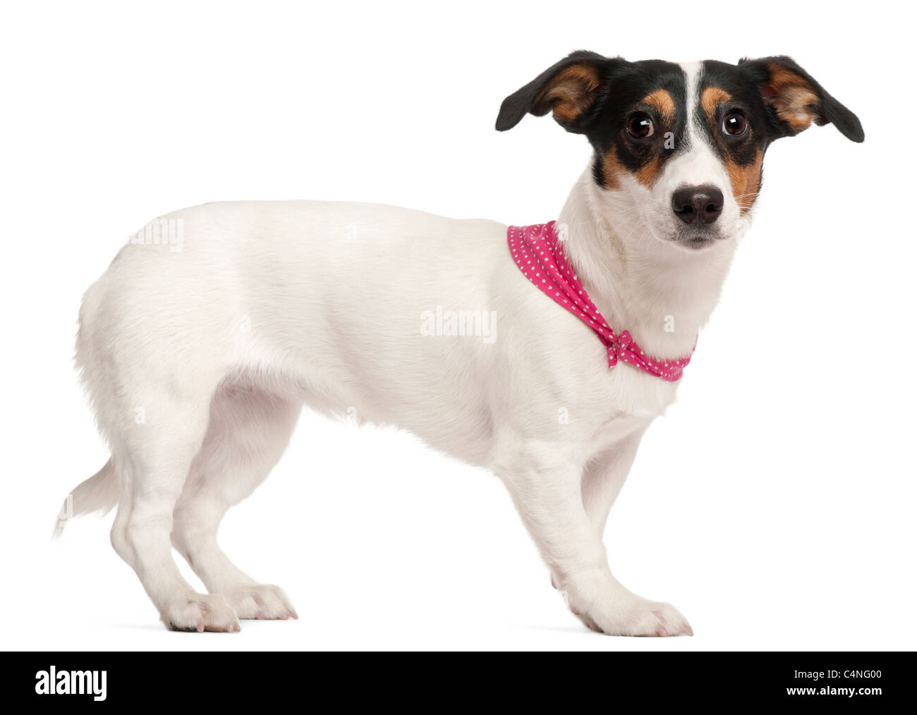 Jack Russell Terrier puppy, 6 months old, standing in front of white background Stock Photo