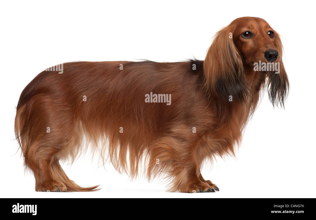 Dachshund, 3 years old, standing in front of white background Stock Photo