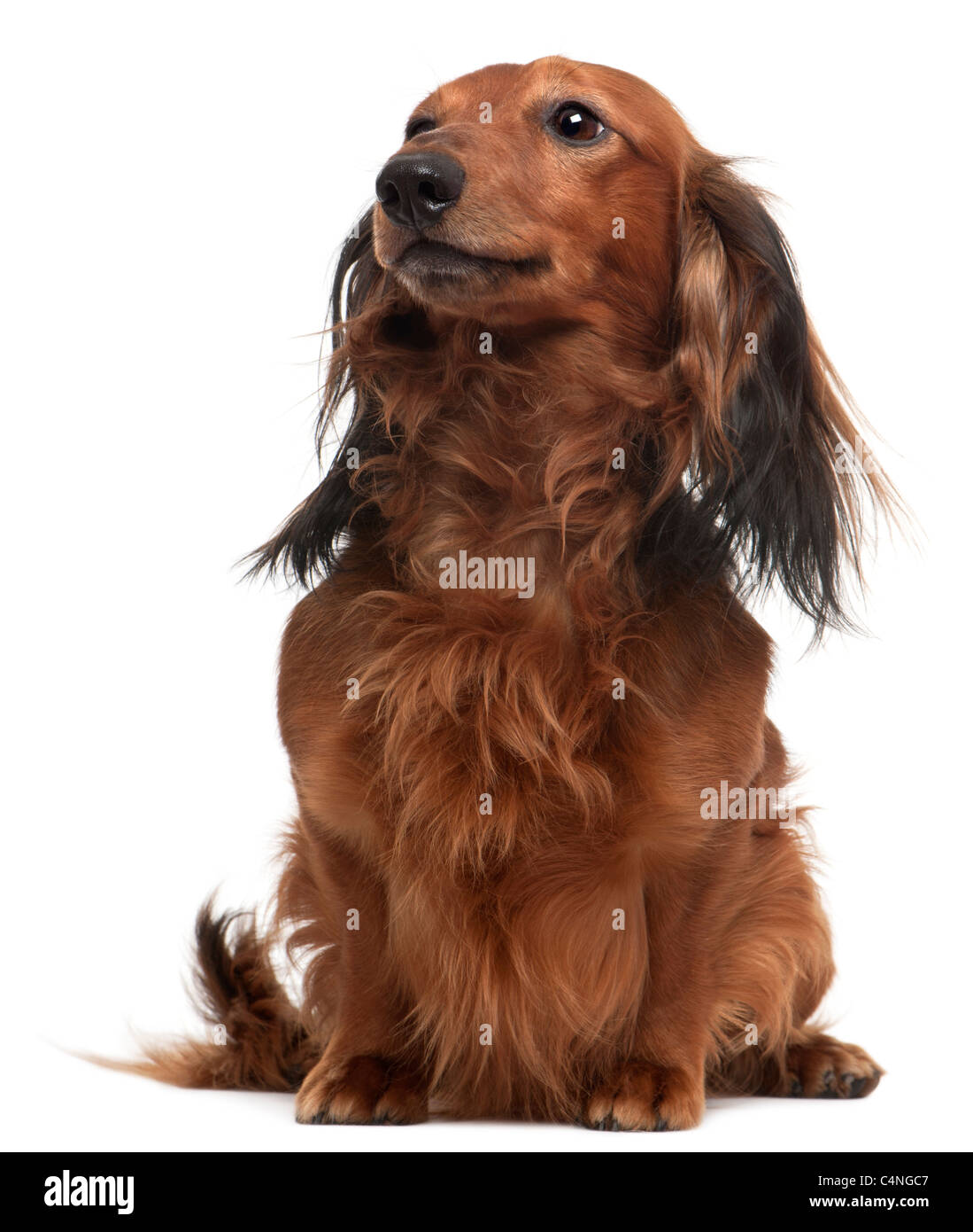 Dachshund, 3 years old, sitting in front of white background Stock Photo