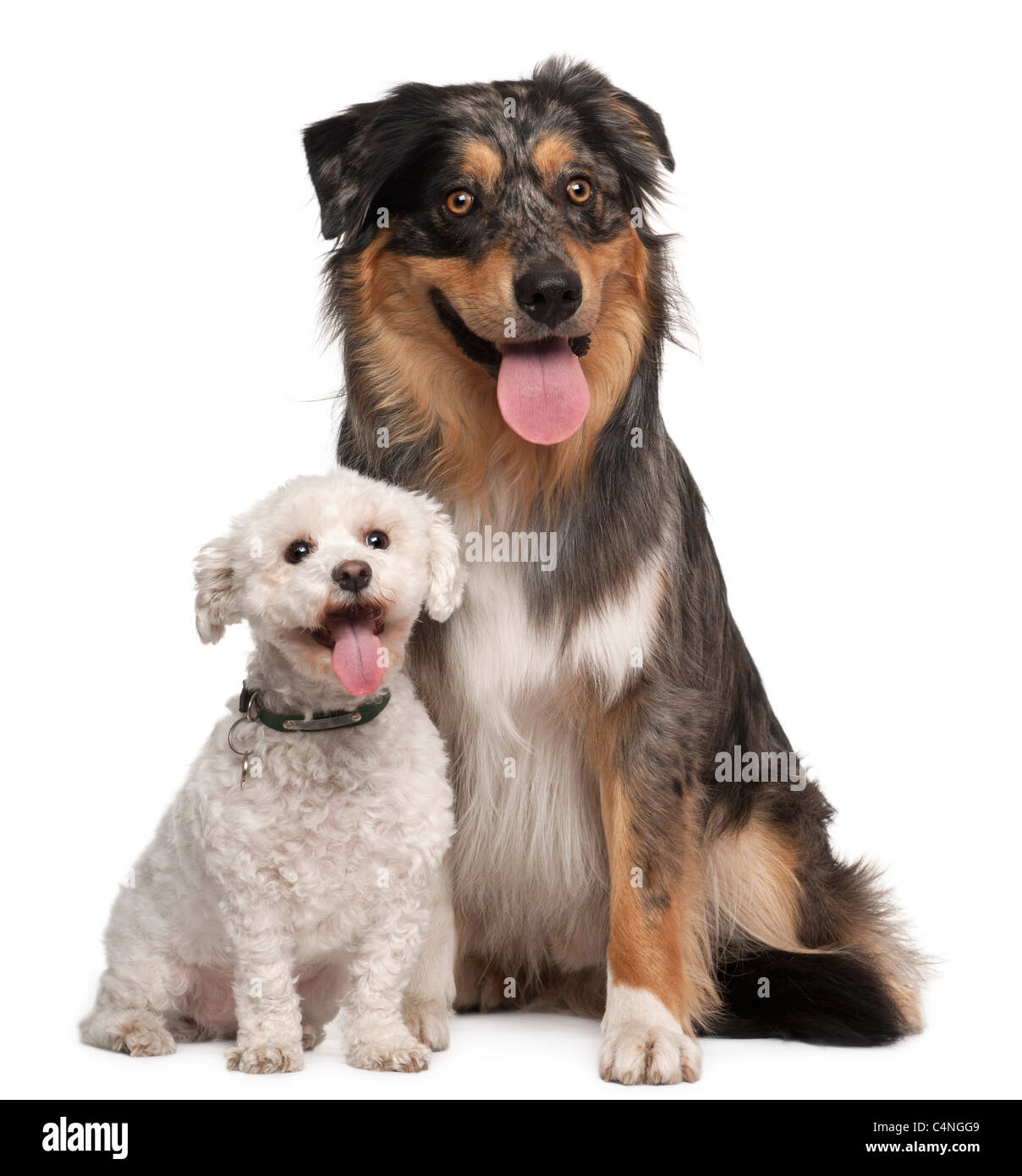 Australian Shepherd dog, 17 months old, and Bichon Fris, 8 years old, sitting in front of white background Stock Photo