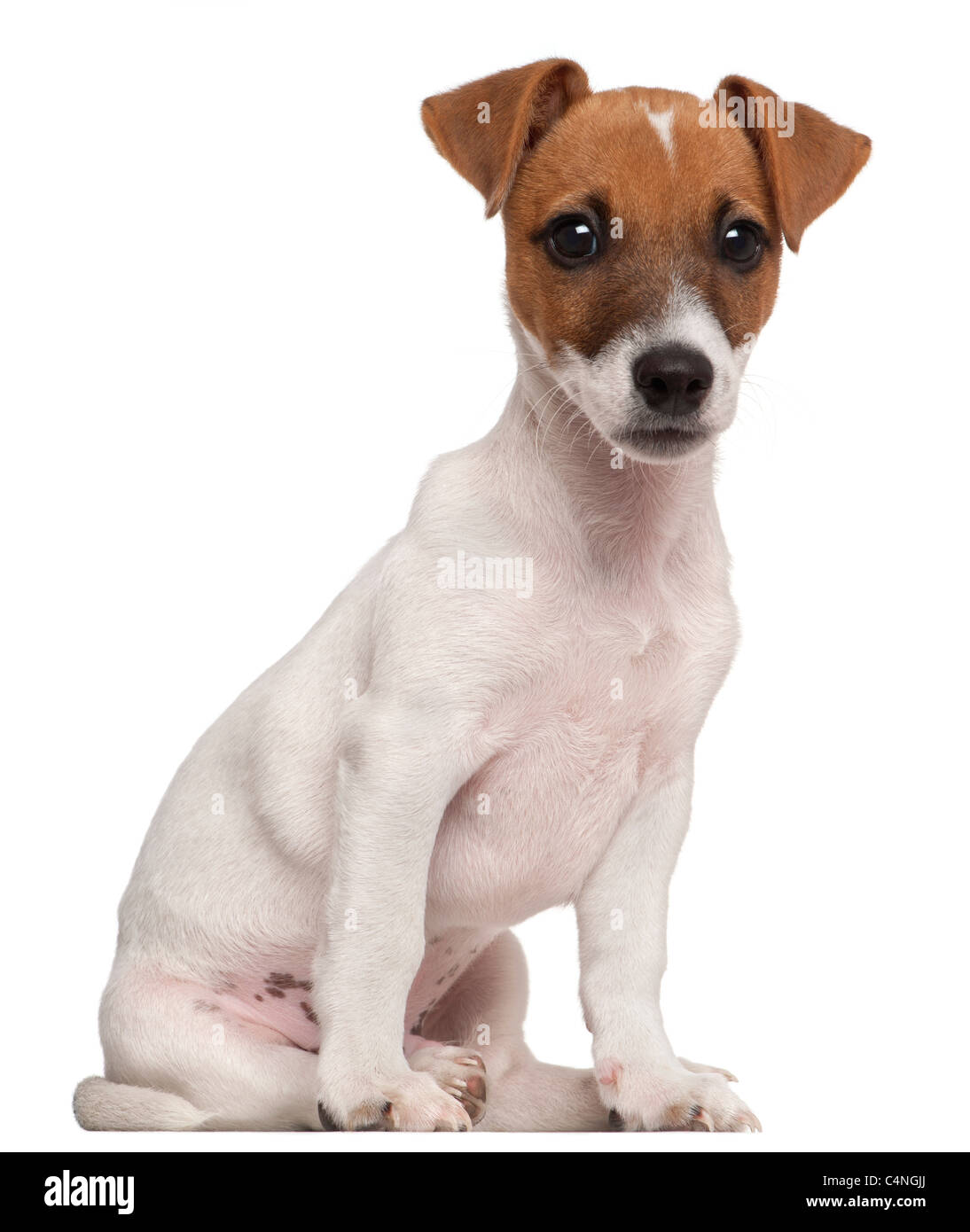 Jack Russel Exercise Equipment Stock Photo by ©PantherMediaSeller