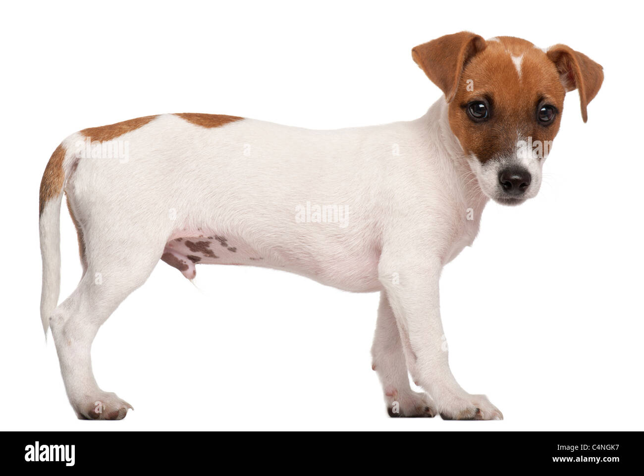 Jack Russell Terrier puppy, 3 months old, standing in front of white background Stock Photo