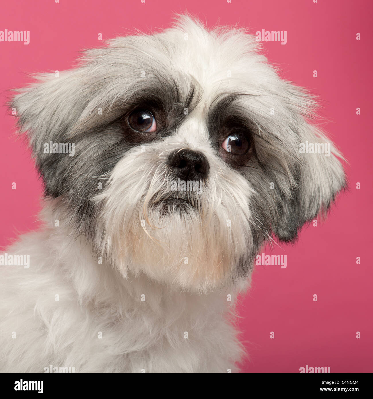Close-up of Mixed-breed dog, 1 year old, in front of pink background Stock Photo