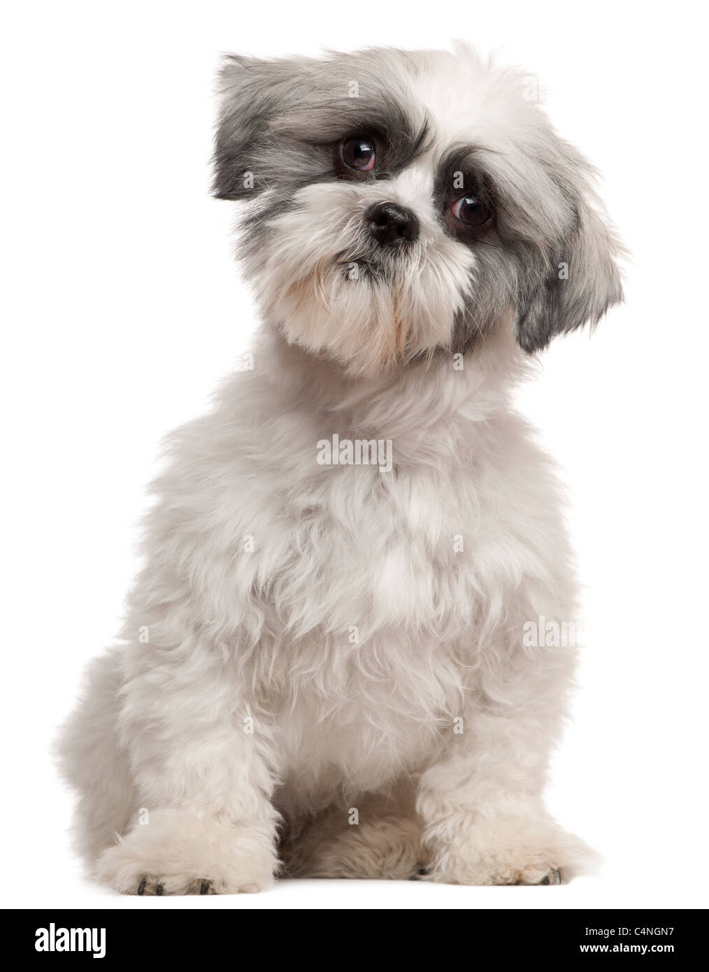 Mixed-breed dog, 1 year old, sitting in front of white background Stock Photo