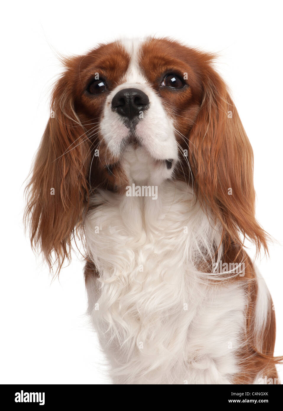 1 year old king charles cavalier