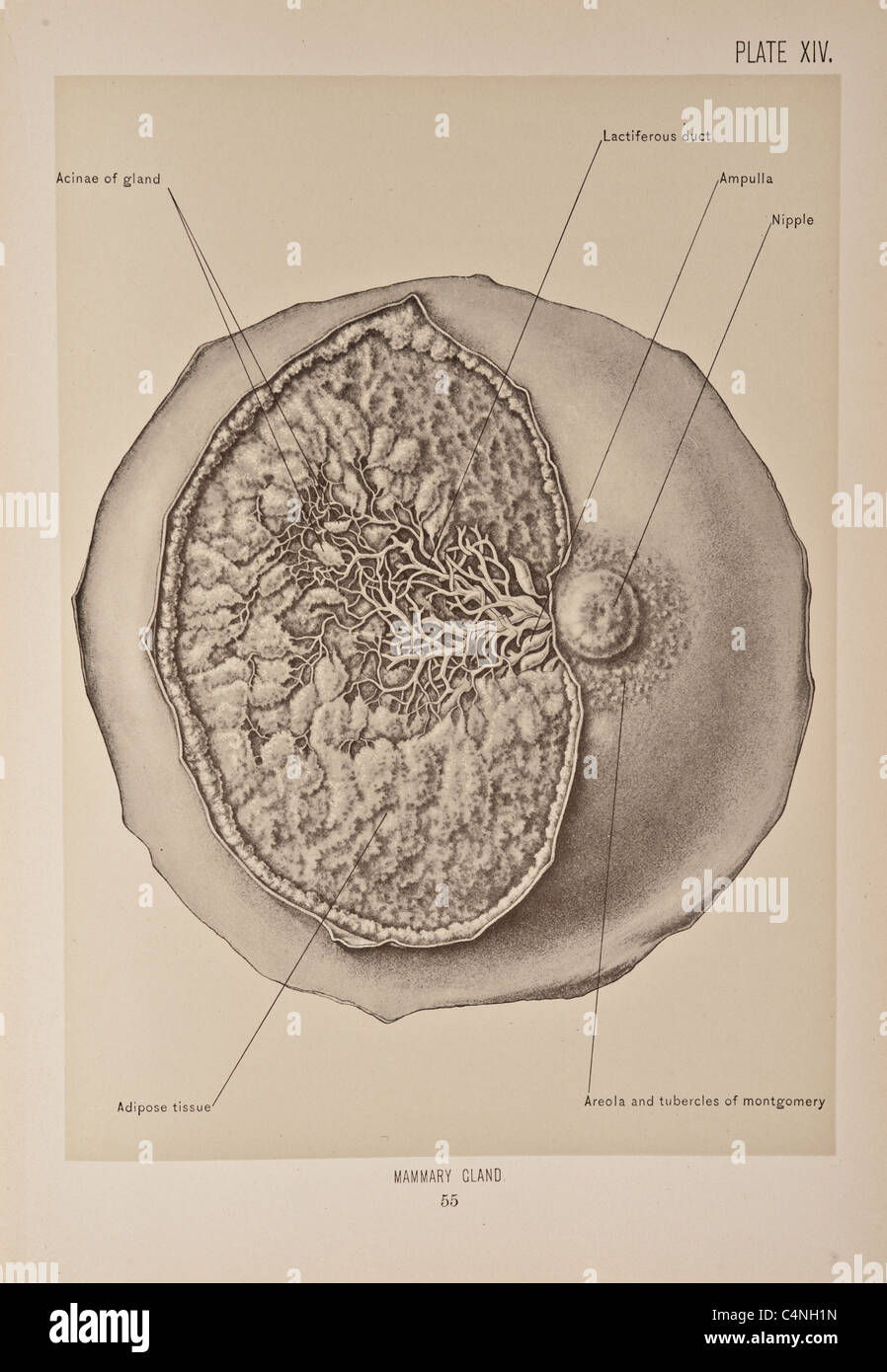 John B Deaver Surgical Anatomy copyright 1899 Stock Photo