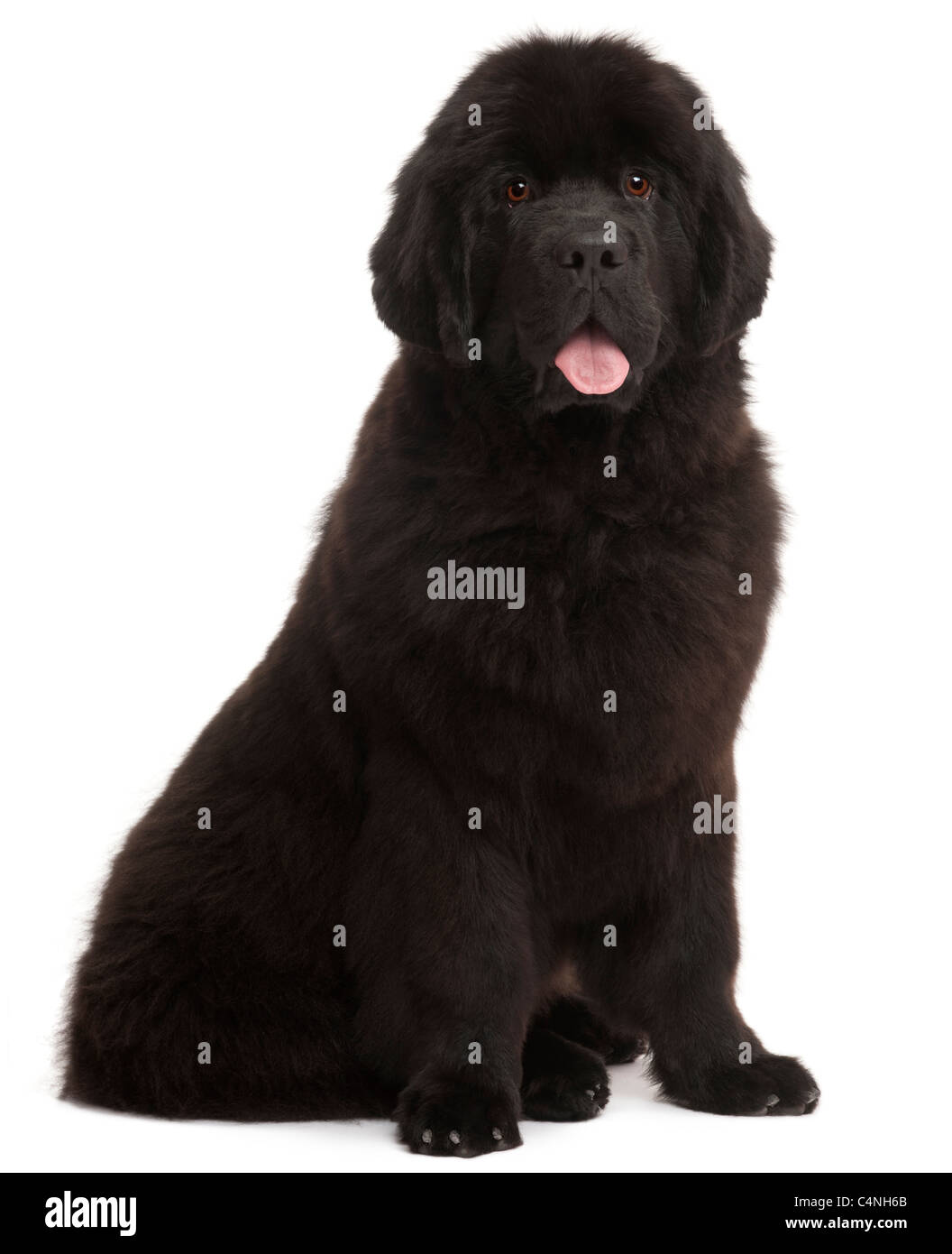 Newfoundland puppy, 5 months old, sitting in front of white background Stock Photo