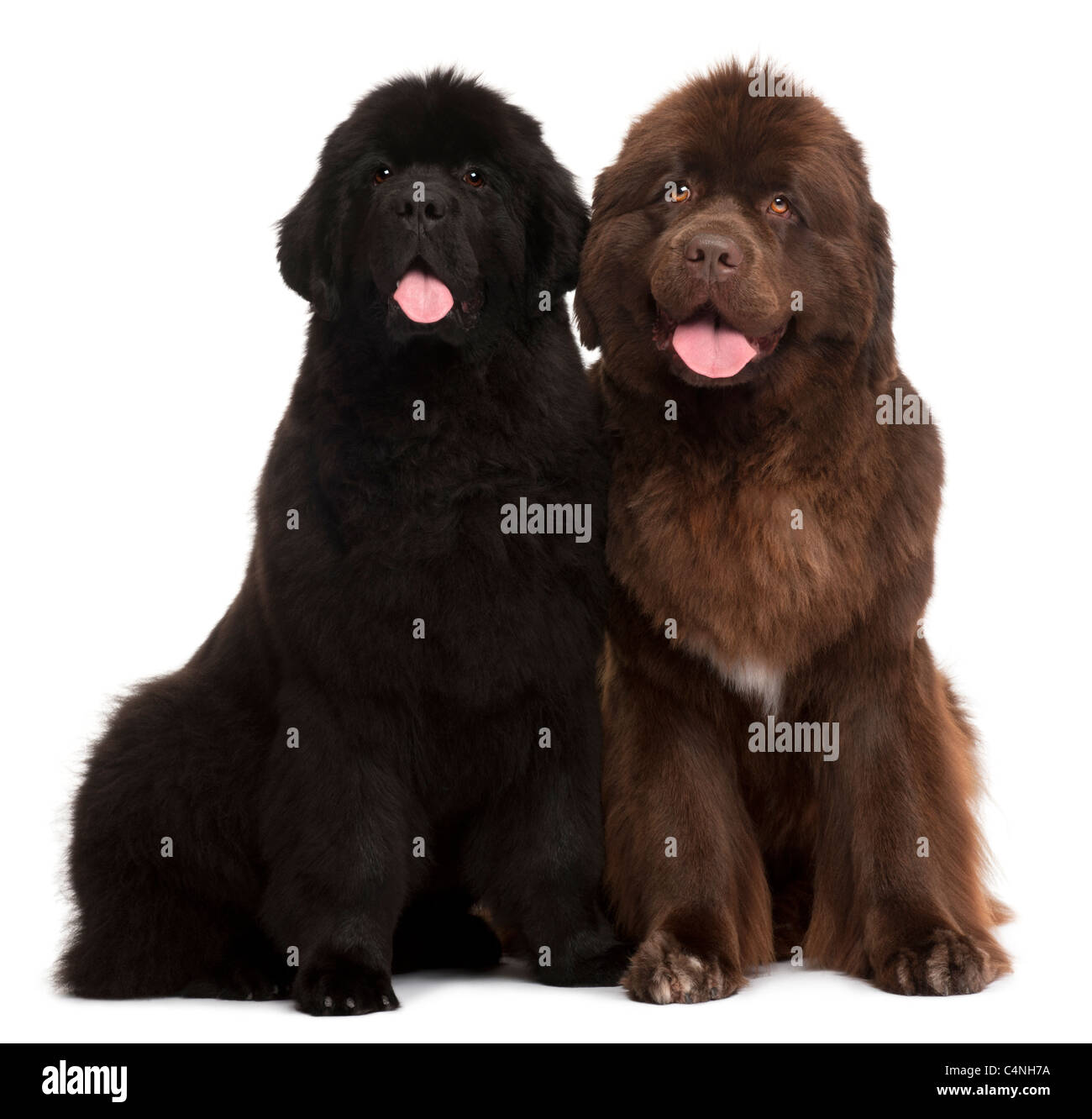 Newfoundland puppies, 5 and 30 months old, sitting in front of white background Stock Photo