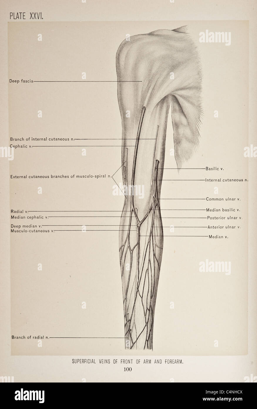 Illustration of Human Arm copyright 1899 Stock Photo