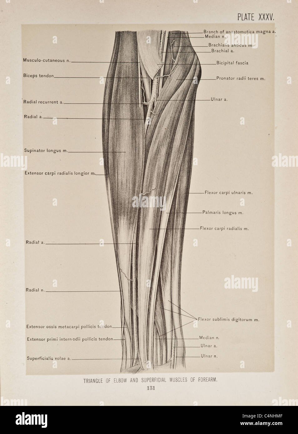 Illustration of Human Arm copyright 1899 Stock Photo