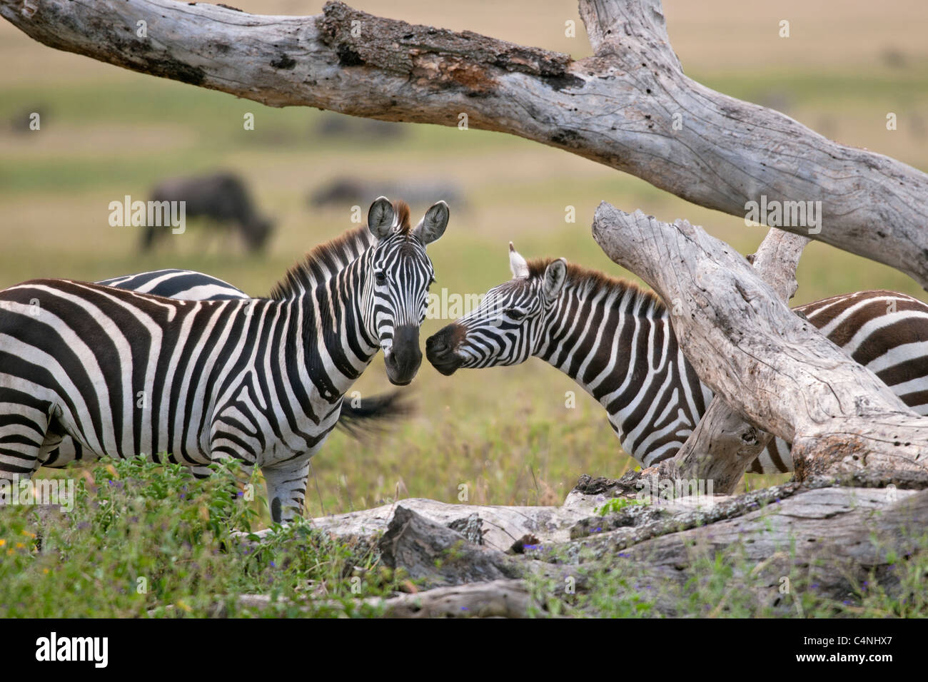 Zebra in Serengeti National Park, Tanzania, Africa Stock Photo