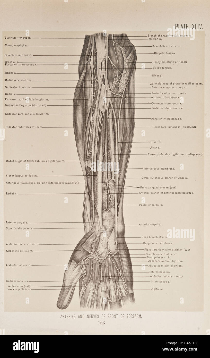 Illustration of Human Arm copyright 1899 Stock Photo - Alamy