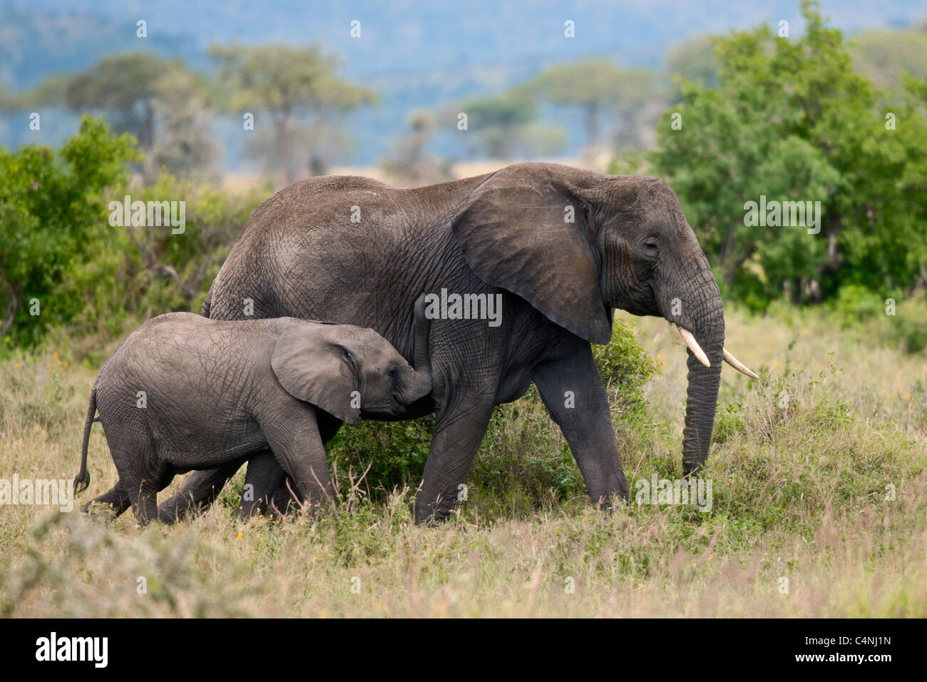 Elephants in Serengeti National Park, Tanzania, Africa Stock Photo