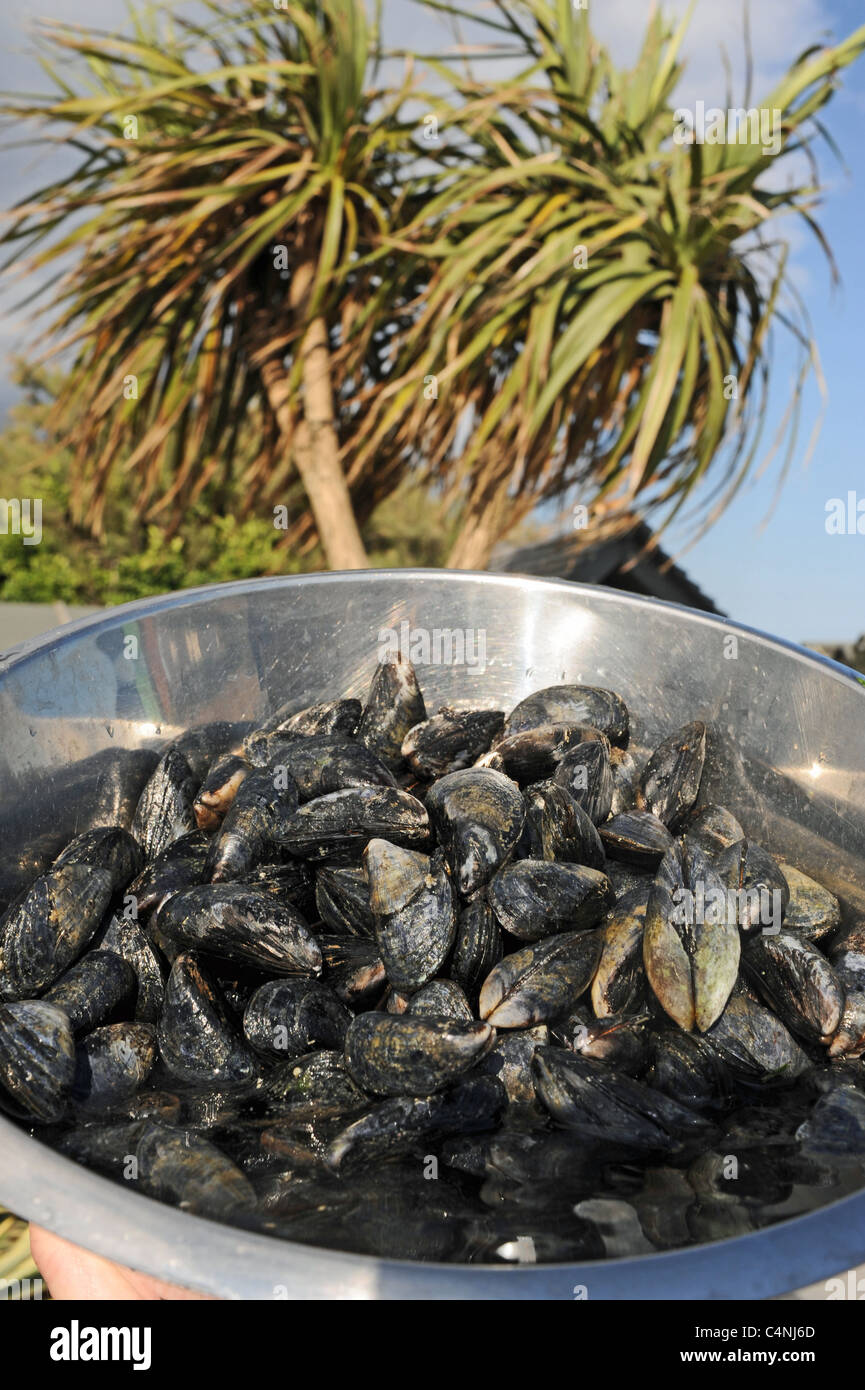 Cleaning fresh mussels shellfish from the beach preparing to be cooked