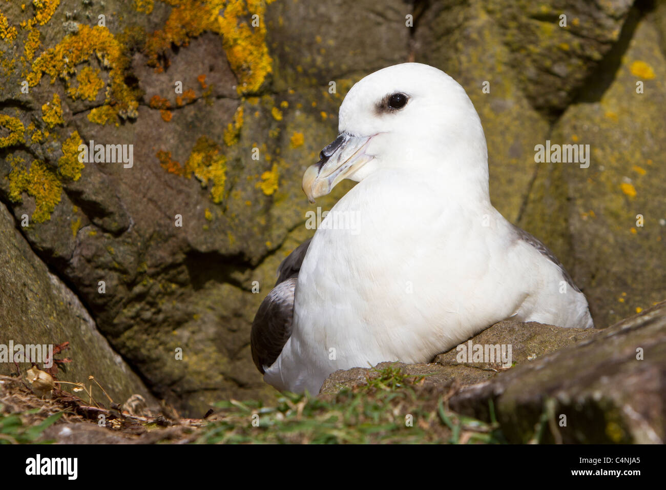 Fulmar, Fulmarus glacialis, Isle of Lunga, Treshnish Islands, Scotland Stock Photo
