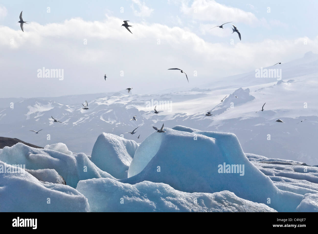 Icebergs with Arctic Terns in flight, Jokulsarlon, Eastern Iceland Stock Photo