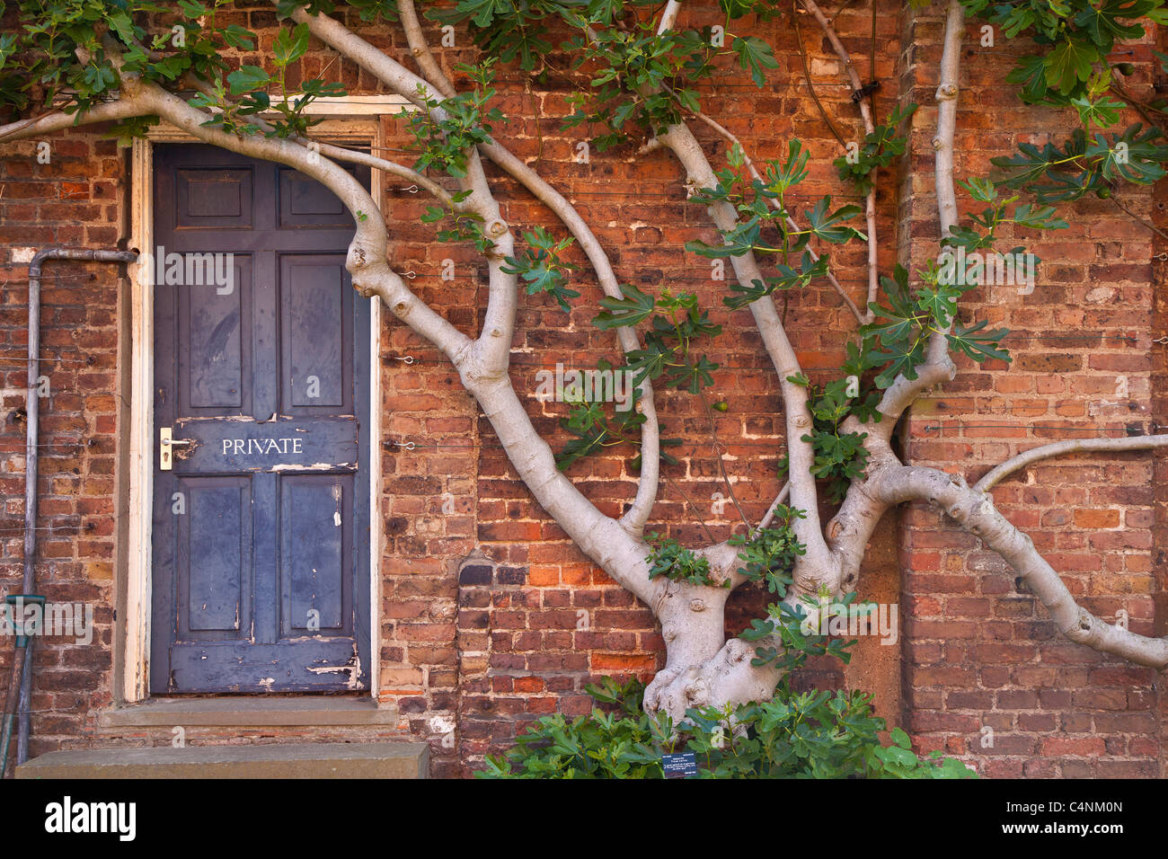Fig tree, Kew Palace, Royal Botanical Gardens Kew, Richmond, Surrey, London Stock Photo