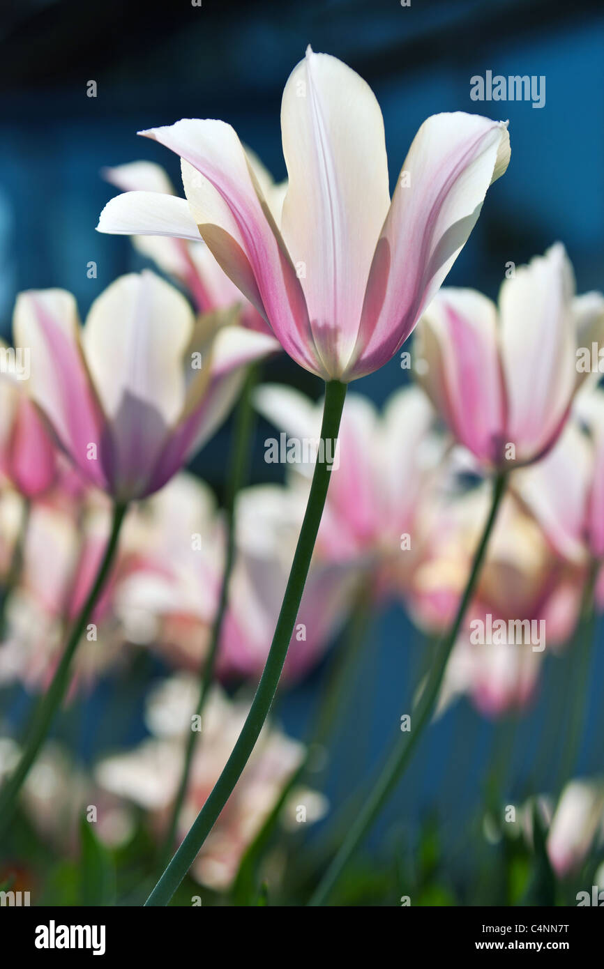 A group of pink tulips standing upright in backlit sunshine Stock Photo ...