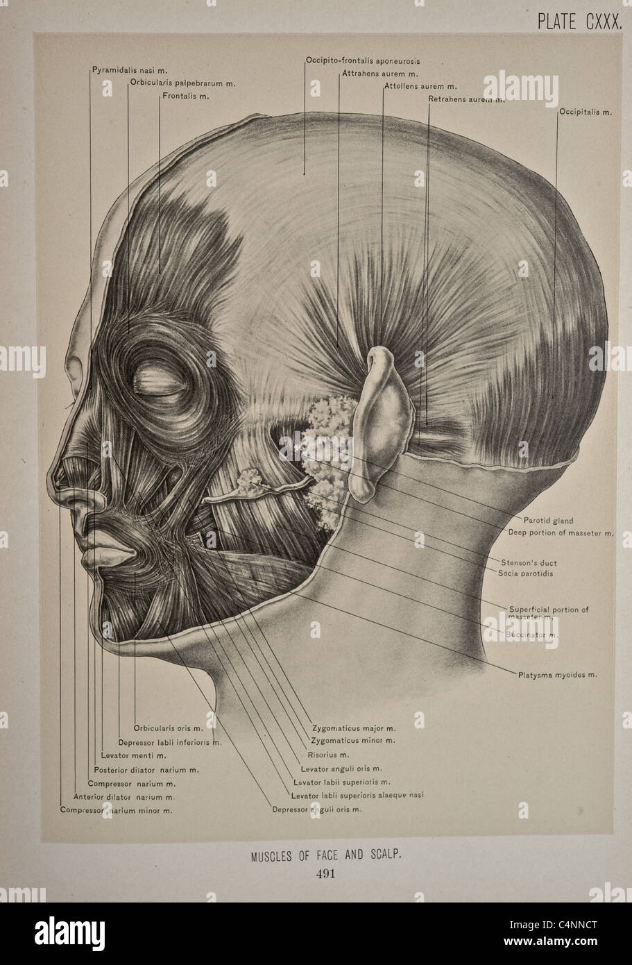 Antique medical illustration of head, face, brain, neck & dura. Stock Photo