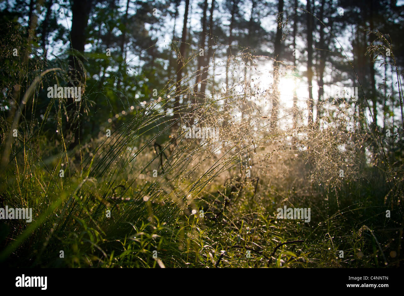 forest with the last of the sun shining through the trees Stock Photo