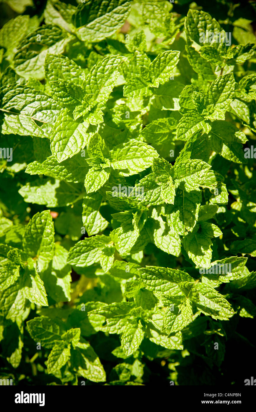 Mint leaves growing in a uk garden Stock Photo Alamy