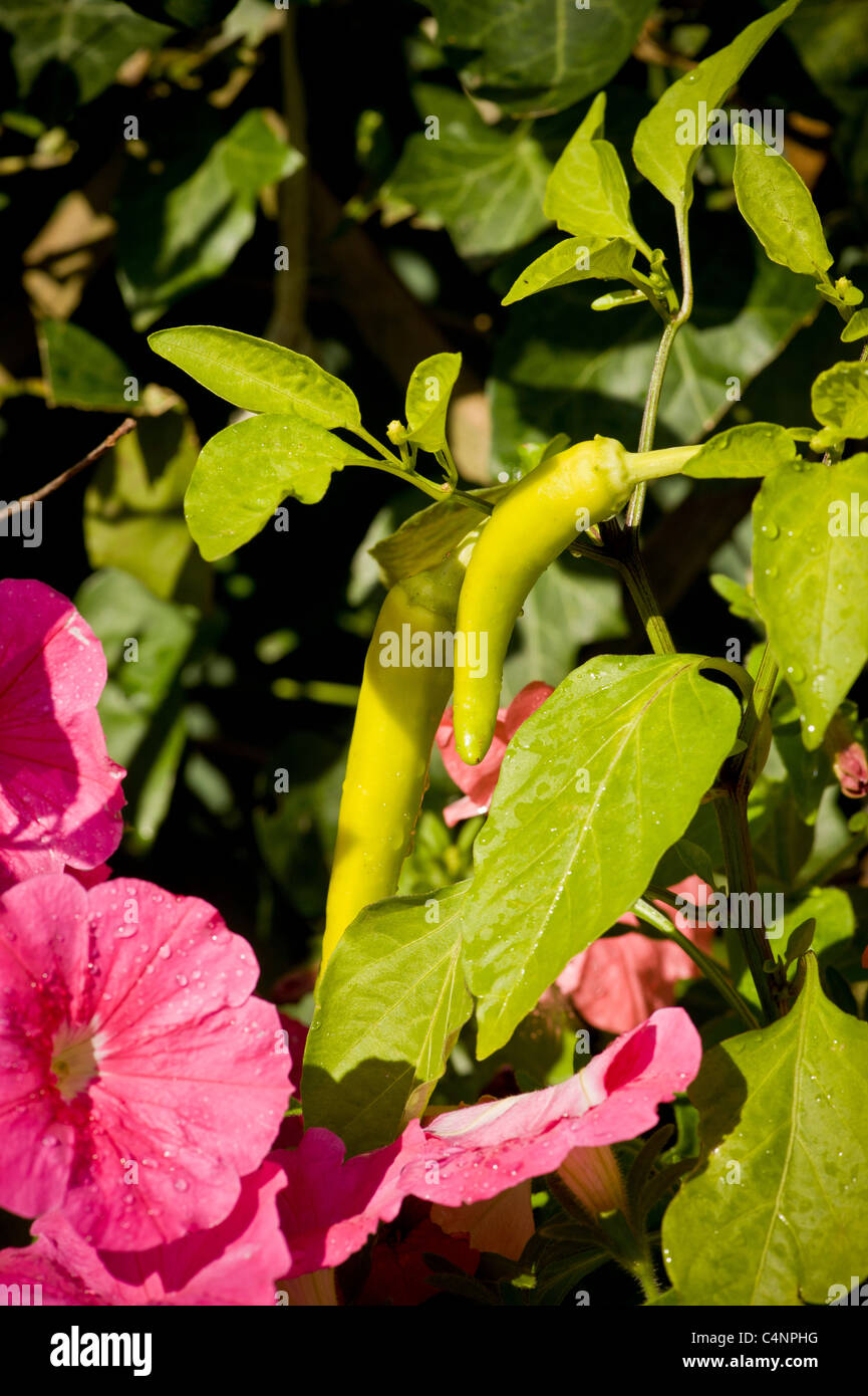 Chilli peppers growing alongside petunia flowers Stock Photo