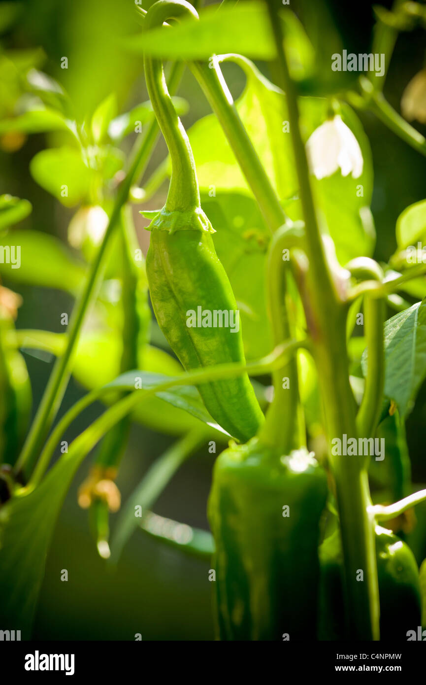 Green chilli peppers on a plant growing in a UK garden Stock Photo Alamy
