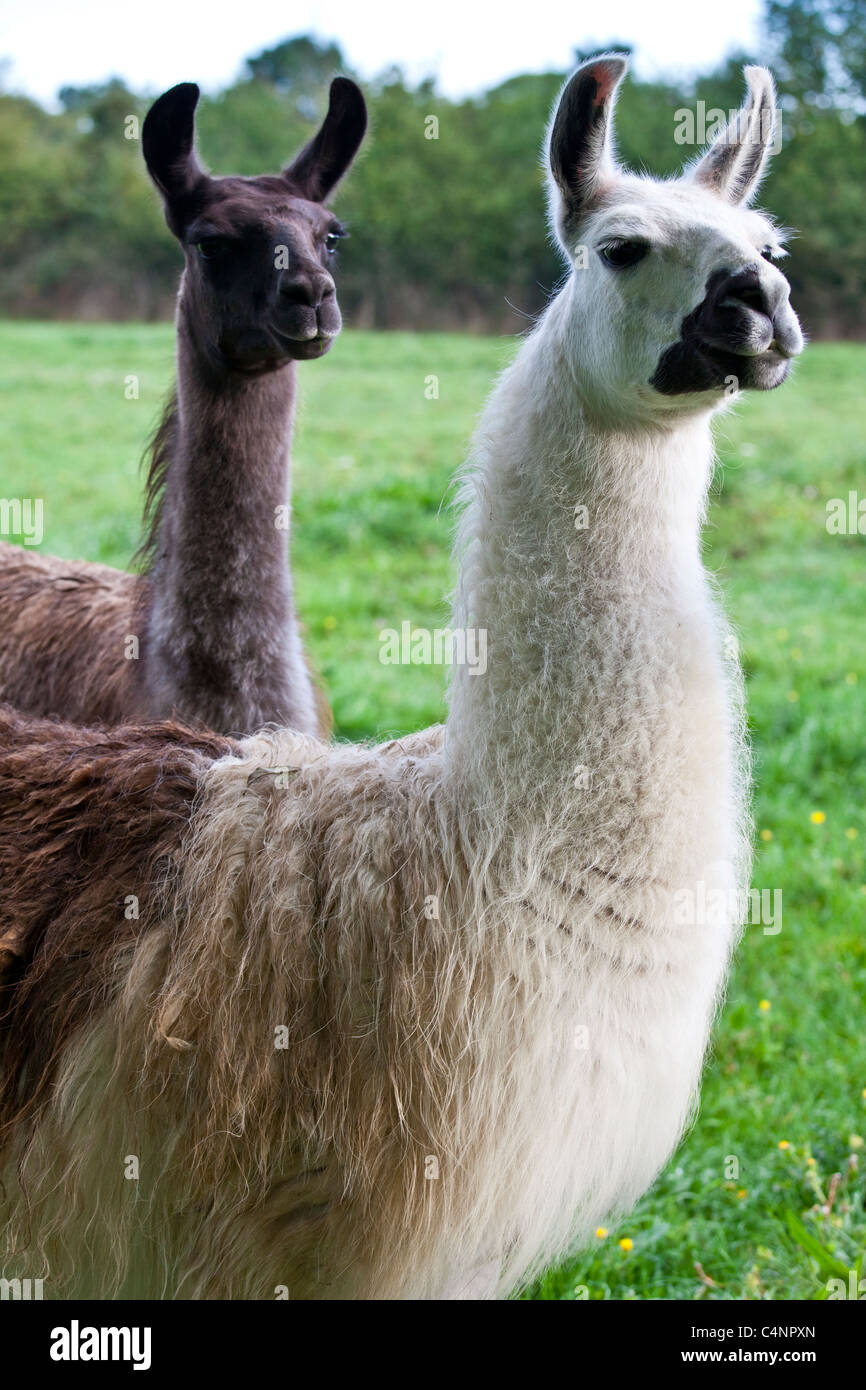 Pair of adult llamas, one male one female, at Ferme de l'Eglise
