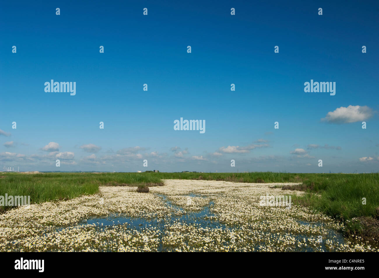 Water crowfoot flowering on marsh pool, Elmley Marshes, Isle of Sheppey, Kent, England, may Water crowfoot flowering on marsh pool, Elmley Marshes, Isle of Sheppey, Kent, England, may
