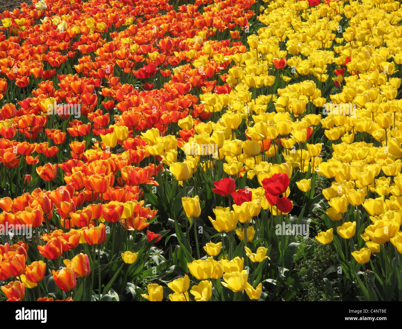Red and yellow tulips in a commercial plant growers field Stock Photo ...