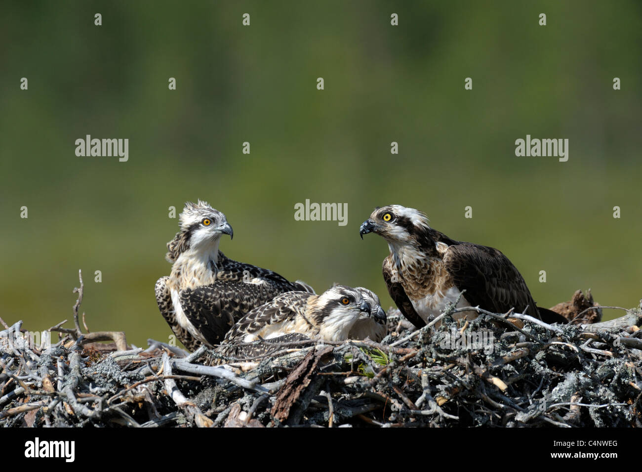 Female Osprey with young (Pandion haliaetus) Stock Photo