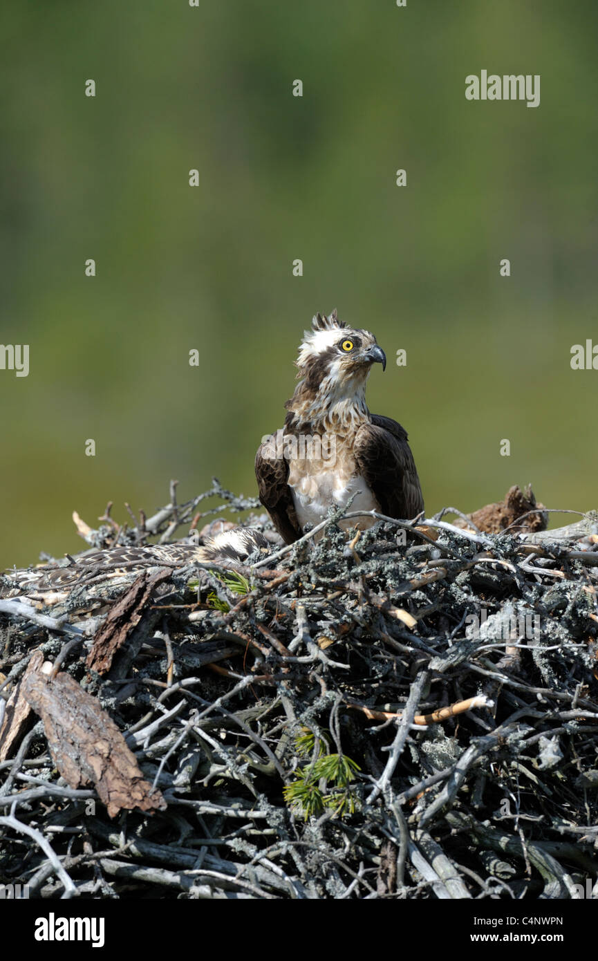Female Osprey with young (Pandion haliaetus) Stock Photo