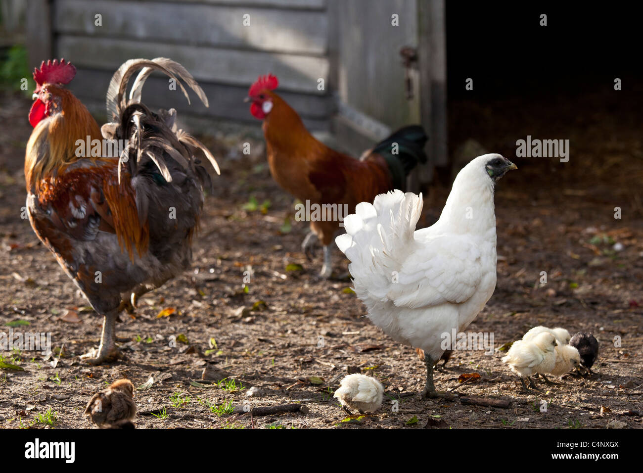 Chicken family hen, cockerel and chicks at Ferme de l'Eglise, Houesville, Normandy, France Stock Photo