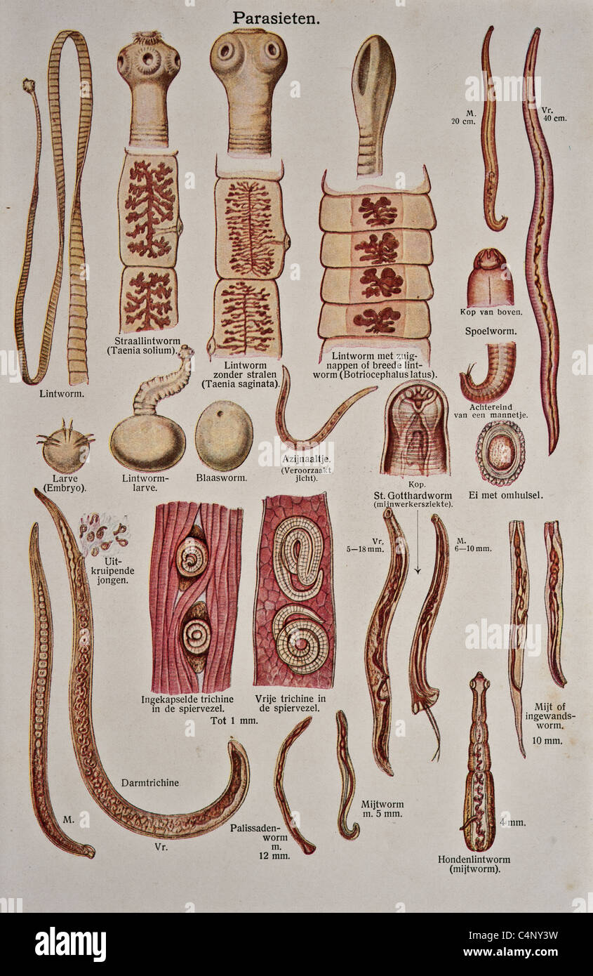 Lumbricoides hi-res stock photography and images - Page 2 - Alamy