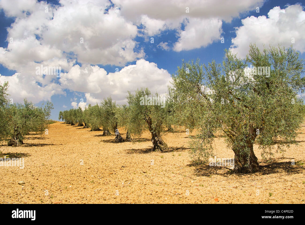 Olivenhain - olive grove 28 Stock Photo