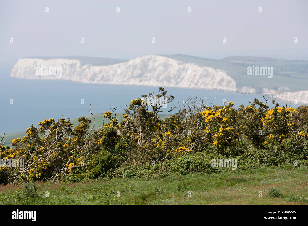 Heather isle of wight hi-res stock photography and images - Alamy