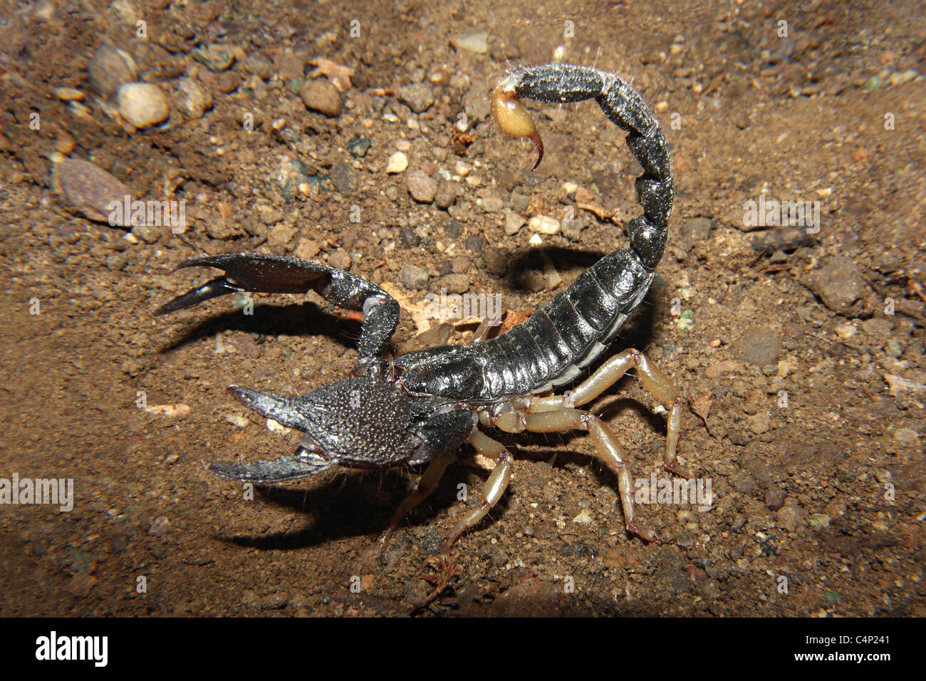 Heterometrus scaber.  family SCORPIONIDAE. Giant forest Scorpion Stock Photo