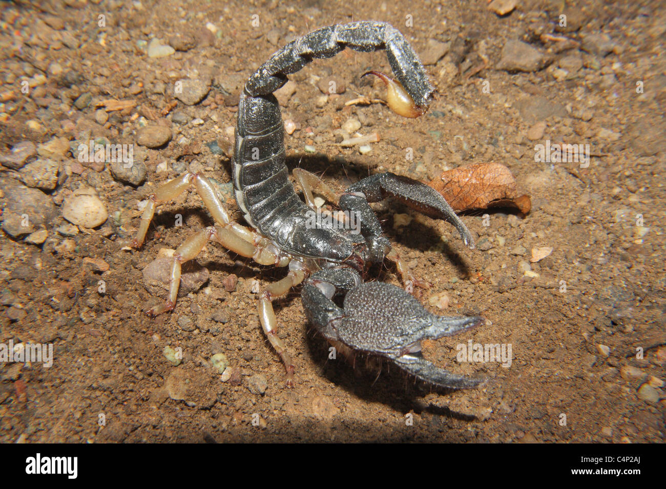 Heterometrus xanthopus Family SCORPIONIDAE. Giant forest Scorpion Stock Photo