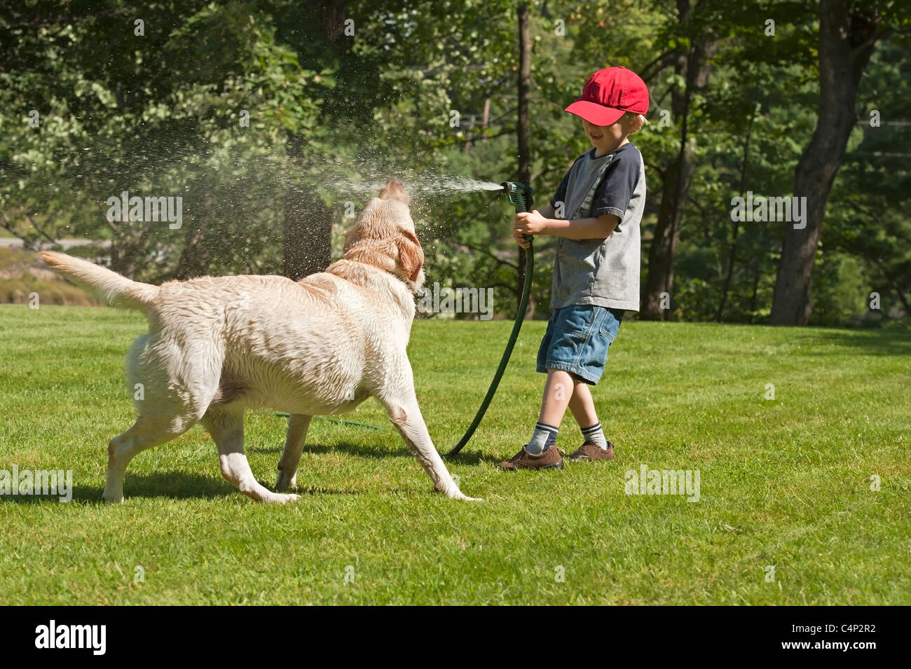 spraying dog with hose