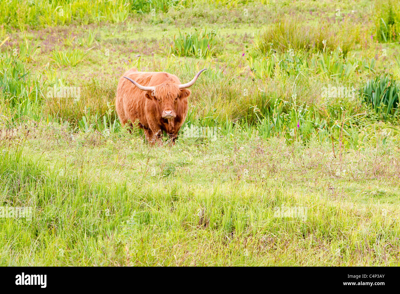 Highland cattle used for conservation grazing, assisting land