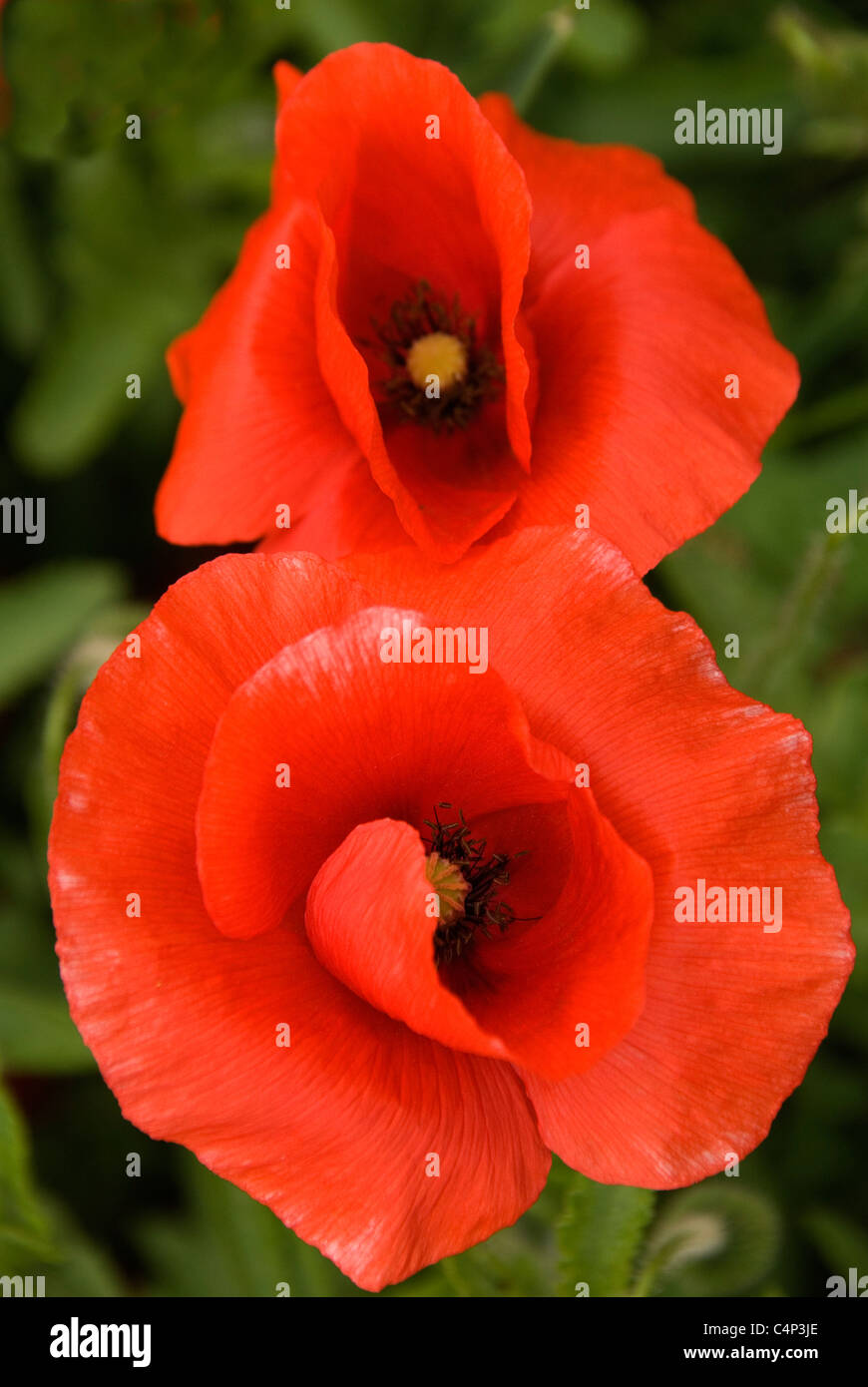 Double poppy plants hi-res stock photography and images - Alamy