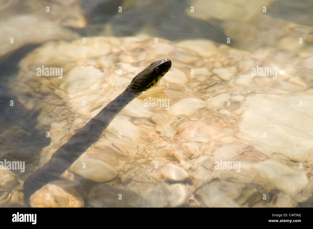 Dice Snake in Lake Prespa at the shores of Maligrad Island in Albania.   Würfelnatter im Prespasaee am Ufer der Insel Maligrad. Stock Photo